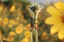 grass hopper source image